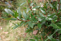 Gaultheria appressa