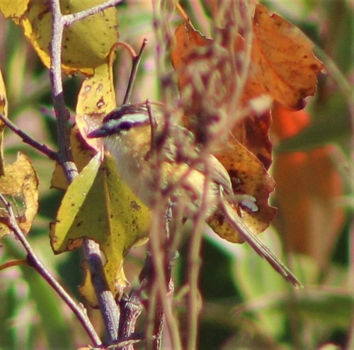 Sharp-tailed Grass Tyrant (Culicivora caudacuta), photo 8