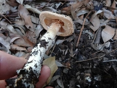Saproamanita nauseosa