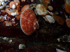 Chlamys rubida image