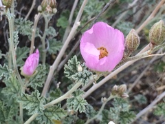 Sphaeralcea ambigua rosacea