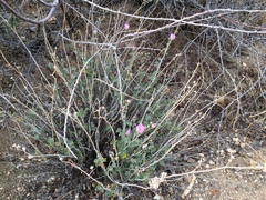 Sphaeralcea ambigua rosacea
