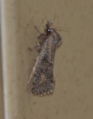 Acrolophus popeanella