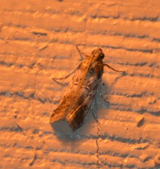 Chararica hystriculella