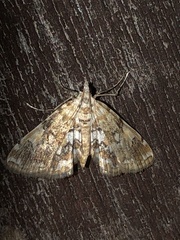 Elophila faulalis