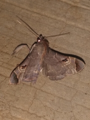 Palthis asopialis