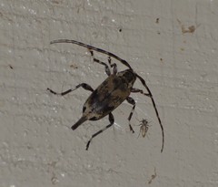 Graphisurus triangulifer