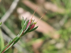 Darwinia biflora