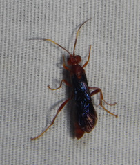 Trogomorpha trogiformis