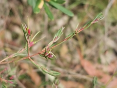 Darwinia biflora