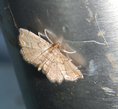 Neomusotima conspurcatalis