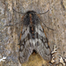 Rannoch Brindled Beauty Moth - Photo (c) Nigel Voaden, some rights reserved (CC BY)