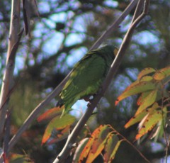 Alipiopsitta xanthops
