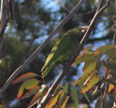 Alipiopsitta xanthops