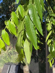 Carya illinoinensis