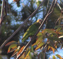 Alipiopsitta xanthops