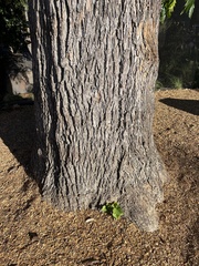 Carya illinoinensis