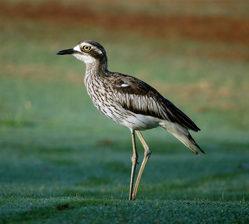 Stone-curlews and Thick-knees