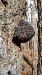 Inonotus glomeratus
