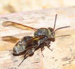 Leucospidae