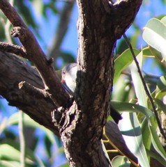Contopus cinereus