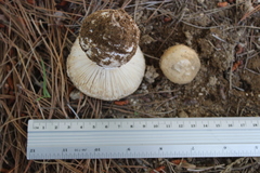 Amanita toxica
