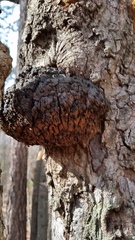 Inonotus glomeratus