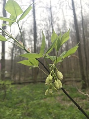 Staphylea trifolia