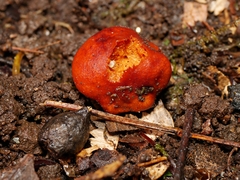 Zelleromyces