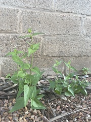Anisacanthus quadrifidus
