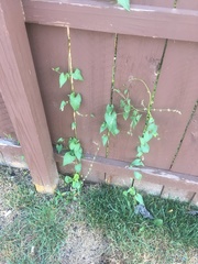 Fallopia convolvulus