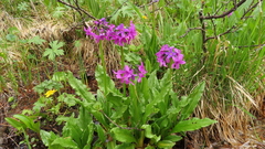 Primula nivalis