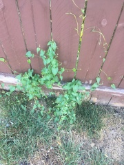 Fallopia convolvulus