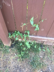 Fallopia convolvulus