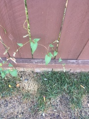 Fallopia convolvulus