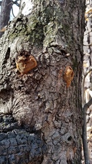 Inonotus glomeratus