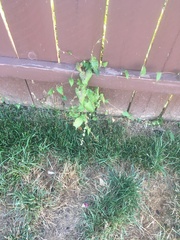 Fallopia convolvulus