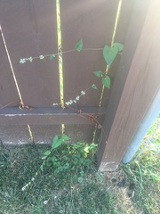 Fallopia convolvulus