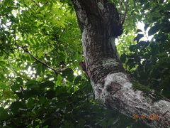 Sittasomus griseicapillus