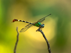 Erpetogomphus constrictor