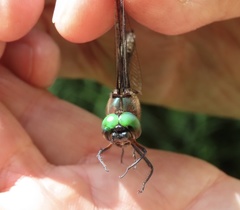 Somatochlora tenebrosa