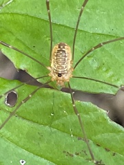 Leiobunum curvipalpe