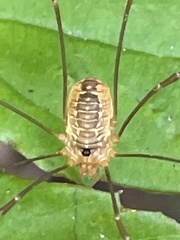 Leiobunum curvipalpe