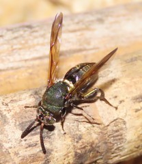 Leucospidae