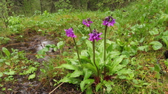 Primula nivalis