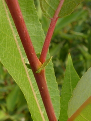 Salix pseudomonticola