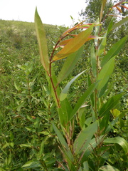 Salix pseudomonticola