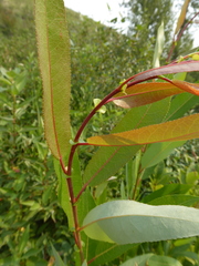 Salix pseudomonticola