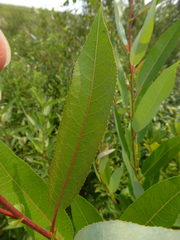 Salix pseudomonticola