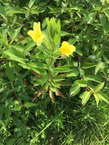 Image of Oenothera pilosella by no rights reserved